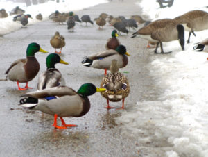 Ducks In Snow Boston photo by Tony Bennis